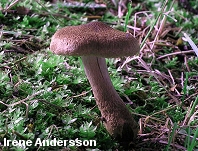 Inocybe lacera