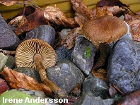 Inocybe lacera