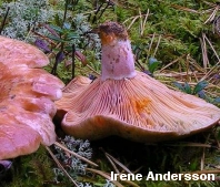 Lactarius deliciosus