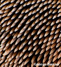 Auriscalpium Vulgare