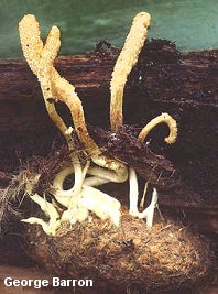 Cordyceps militaris