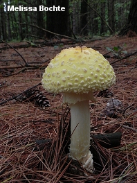 Amanita muscaria var guessowii