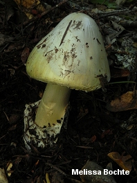 Amanita phalloides