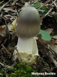 Amanita vaginata