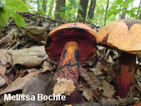 Boletus luridus