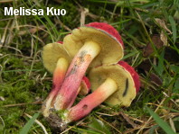 Xerocomellus rubellus