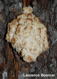 Hericium abietis