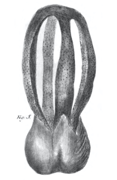 Clathrus columnatus protologue