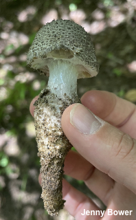 Amanita onusta