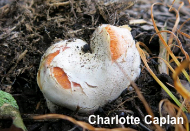 Clathrus columnatus