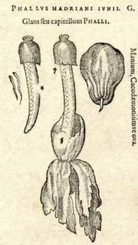 Phallus hadriani