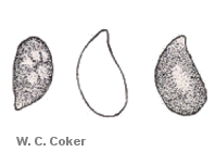 Cantharellus cibarius
