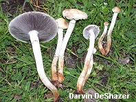 Stropharia riparia