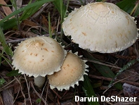 Stropharia riparia