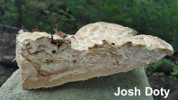 Perenniporia robiniophila