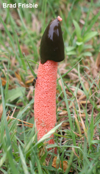 Phallus rubicundus