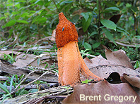 Phallus indusiatus
