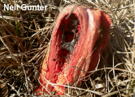 Clathrus columnatus