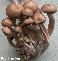 Hypsizygus tessellatus
