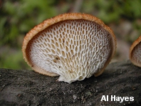 Favolus alveolaris