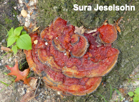 Ganoderma curtisii