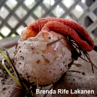 Clathrus columnatus