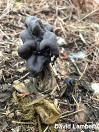 Helvella vespertina