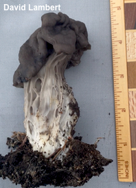 Helvella vespertina