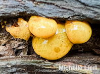 Panellus serotinus