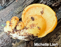 Panellus serotinus