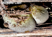 Panellus serotinus