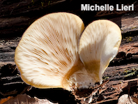 Panellus serotinus