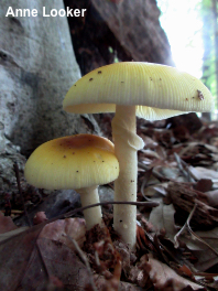 Amanita species 04