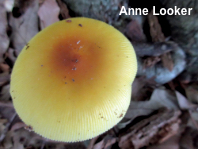 Amanita species 04