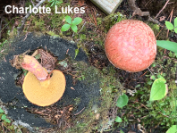 Suillus spectabilis