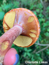 Suillus spectabilis