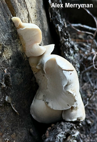 Osteina obducta