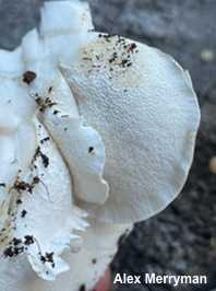 Osteina obducta