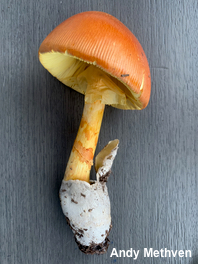 Amanita jacksonii