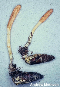 Cordyceps militaris