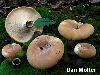 Lactarius allardii