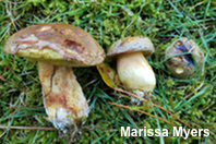 Xerocomus subtomentosus