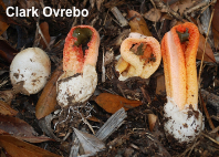 Clathrus columnatus