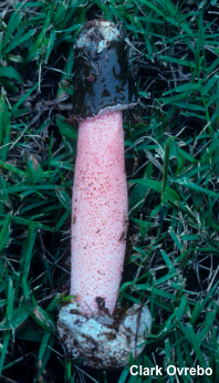 Phallus rubicundus