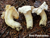 Cantharellus subalbidus