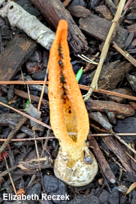 Pseudocolus fusiformis