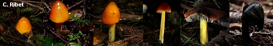 Hygrocybe conica series