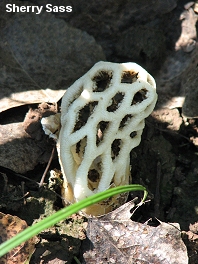 Clathrus chrysomycelinus