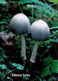 Coprinopsis atramentaria