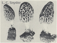 Morchella hotsonii